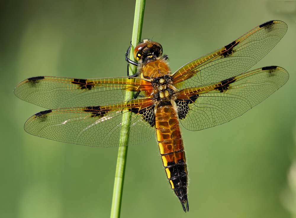 Vierfleck Libelle