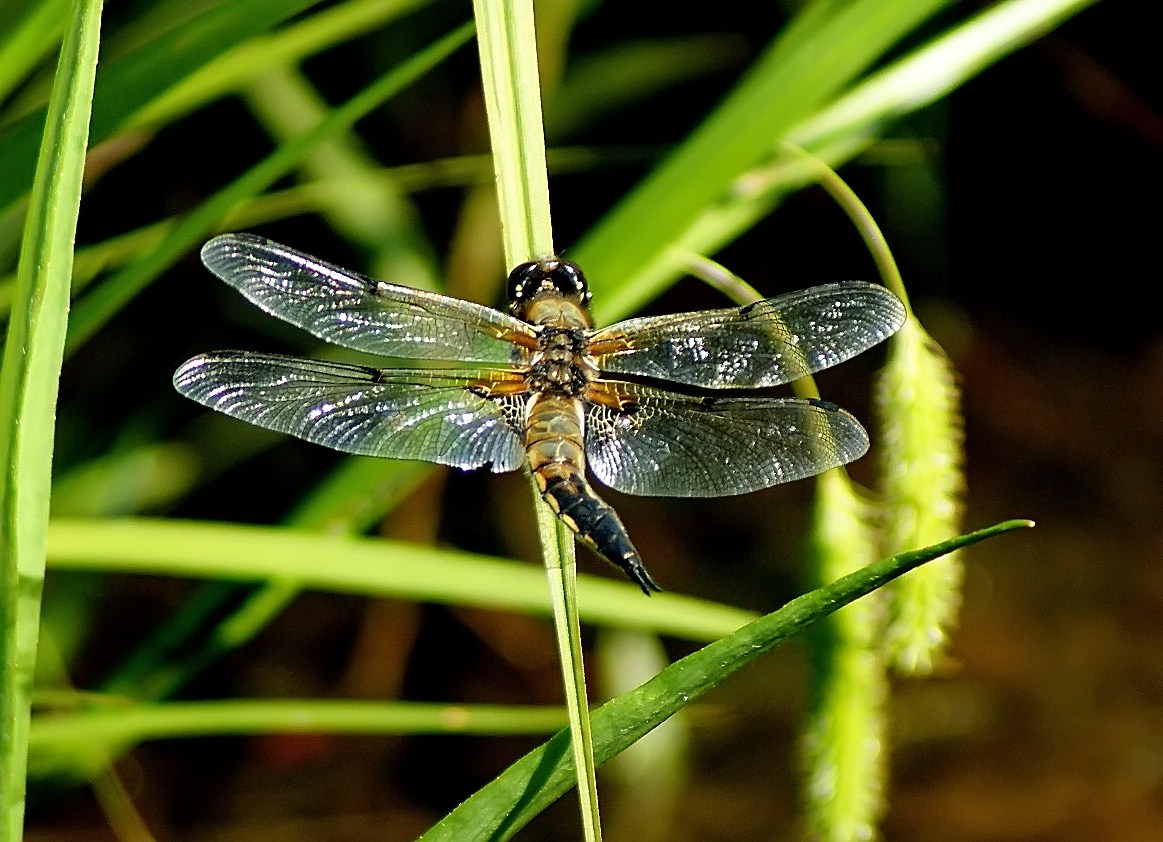 Vierfleck-Libelle