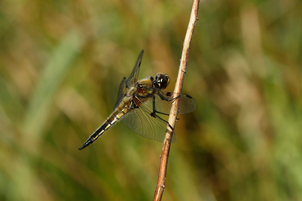 Vierfleck-Libelle