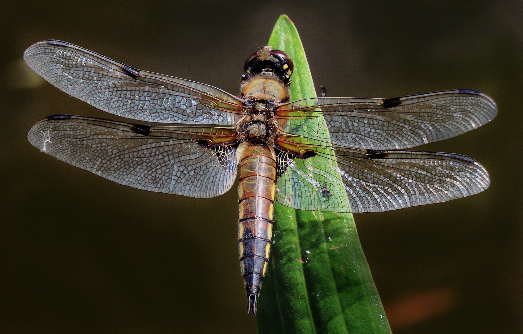 Vierfleck - Libelle