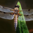 Vierfleck - Libelle