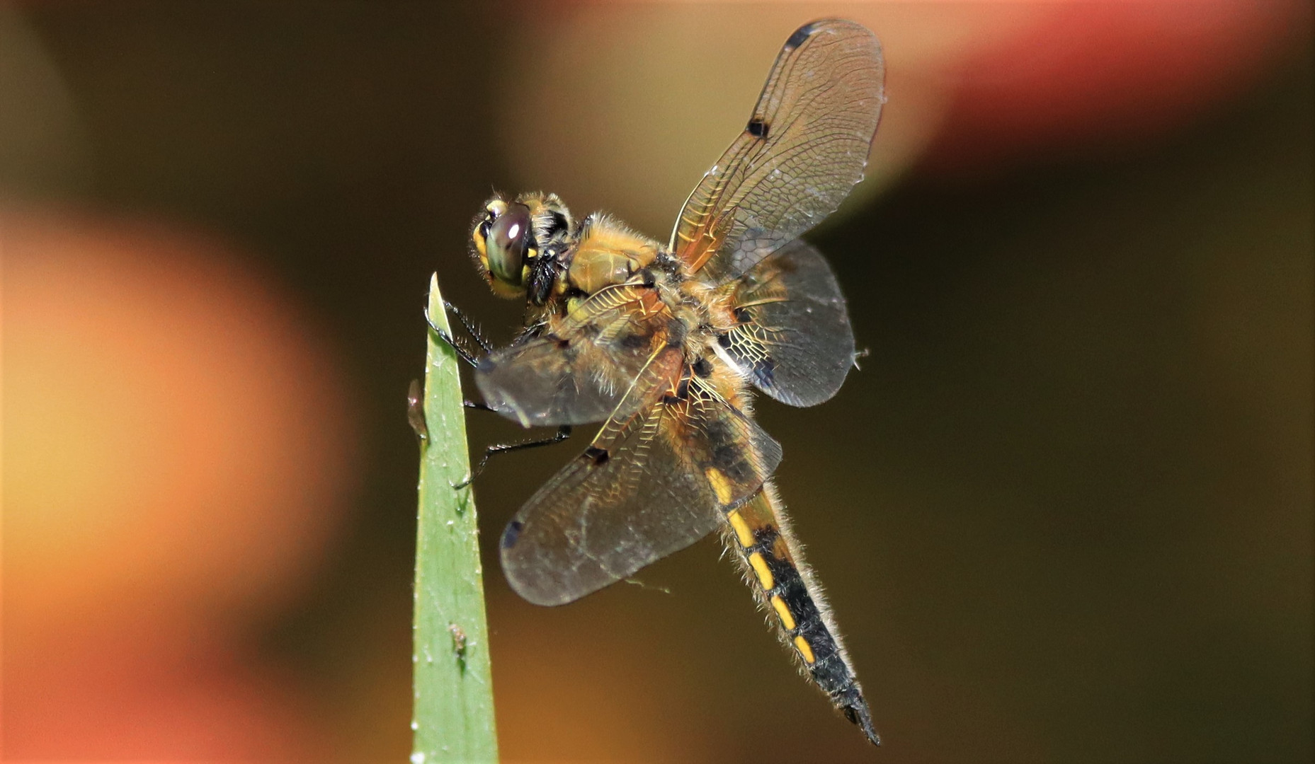 Vierfleck - Libelle