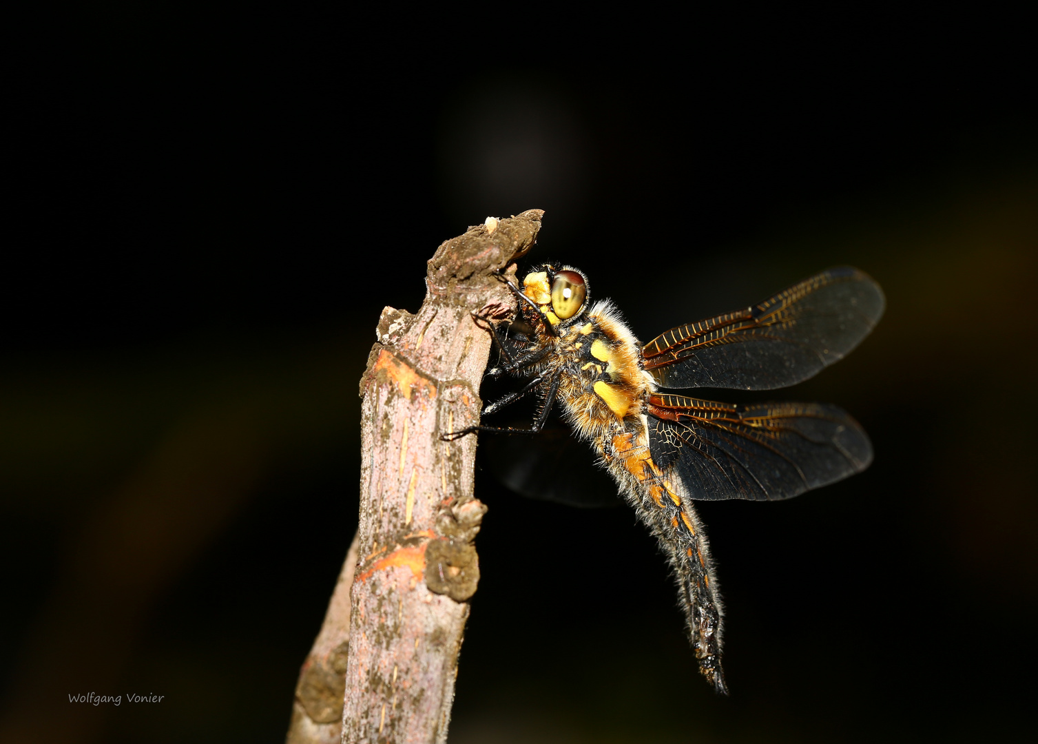 Vierfleck Libelle 