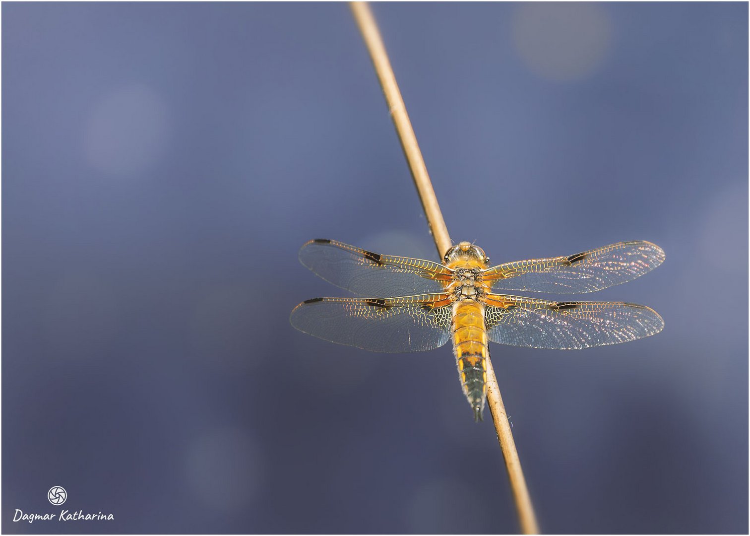 Vierfleck Libelle