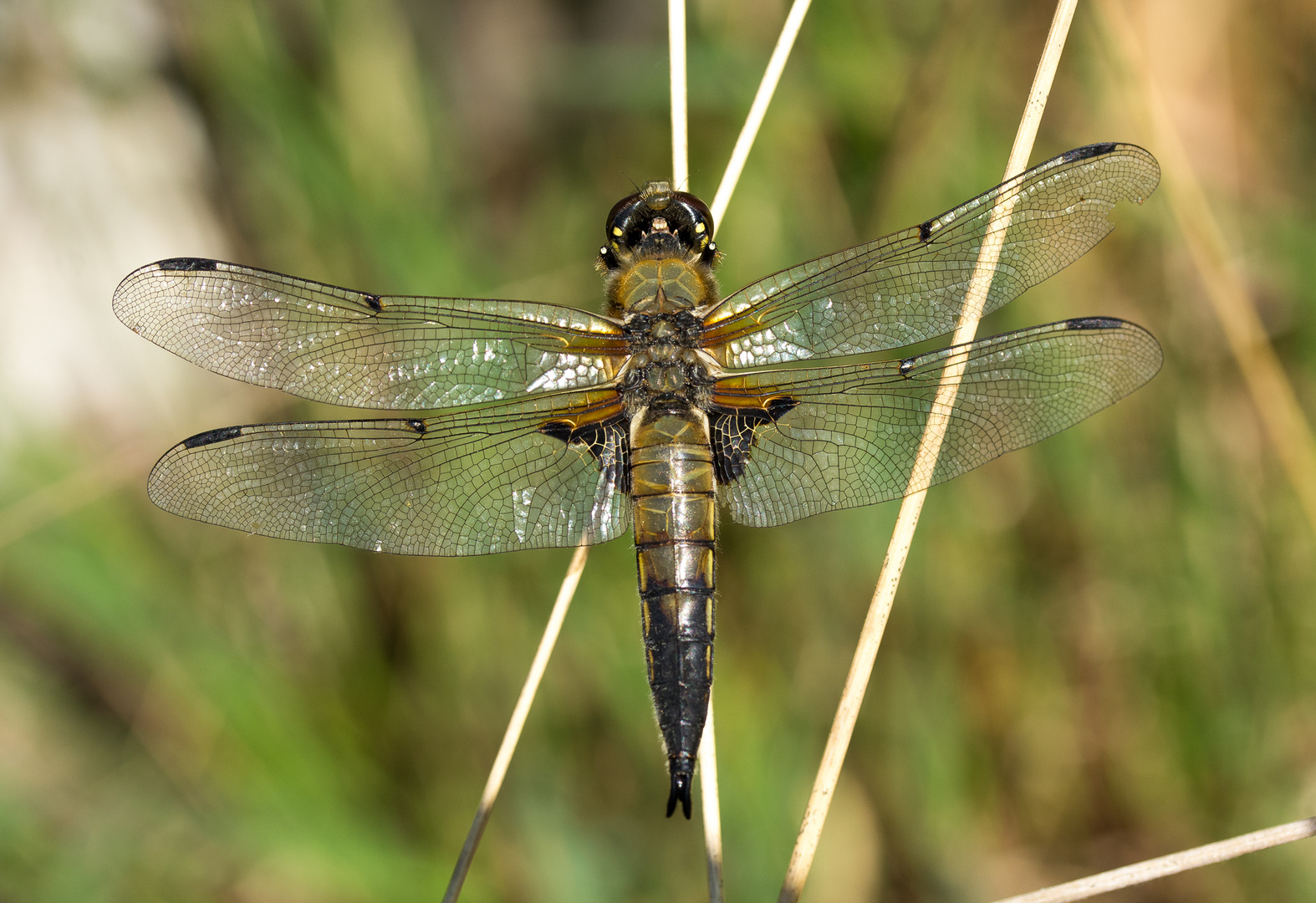 Vierfleck Libelle