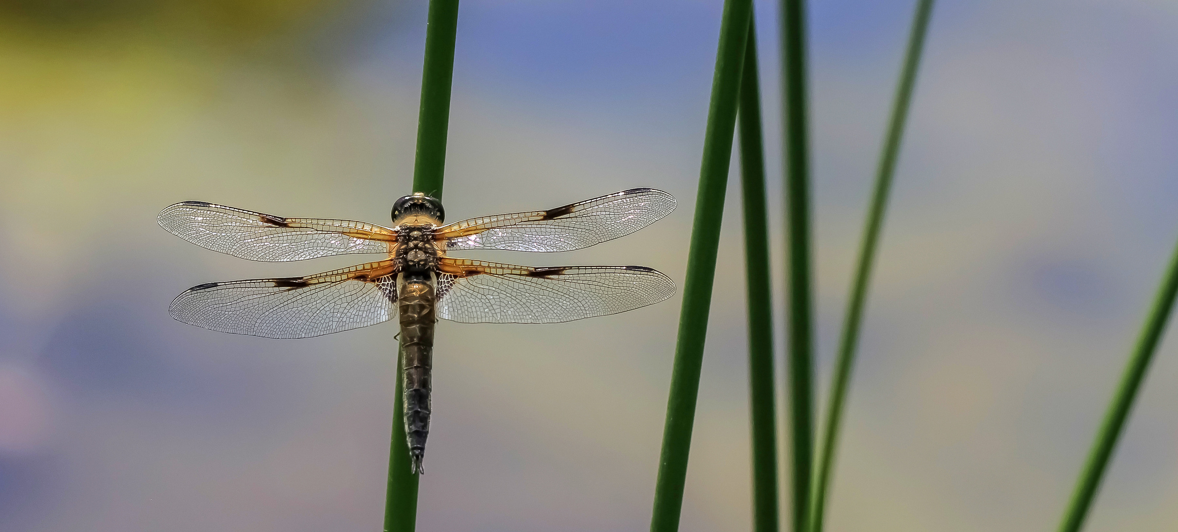 Vierfleck Libelle