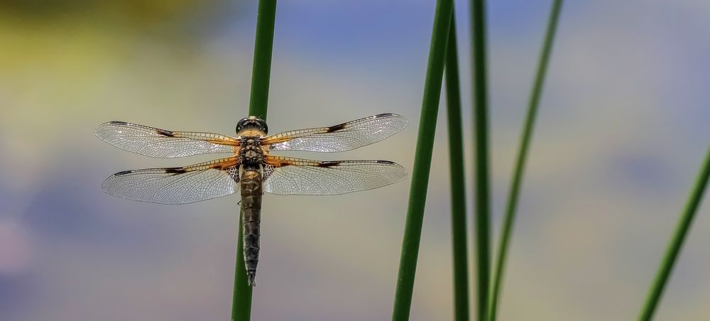 Vierfleck Libelle