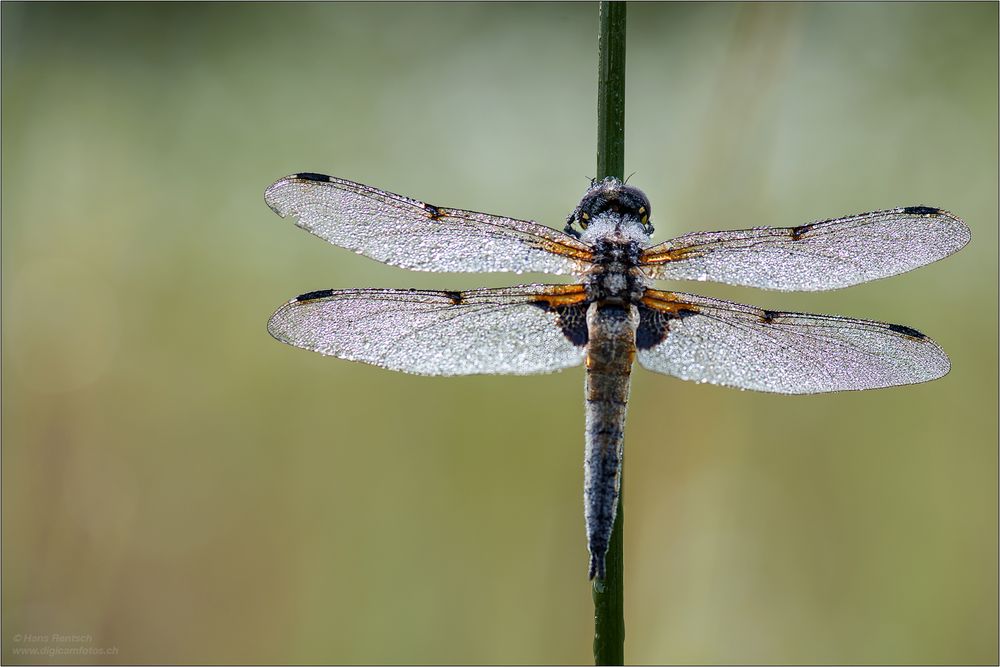 Vierfleck-Libelle