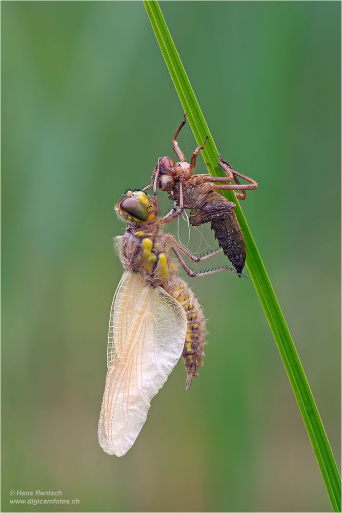 Vierfleck-Libelle