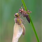 Vierfleck-Libelle