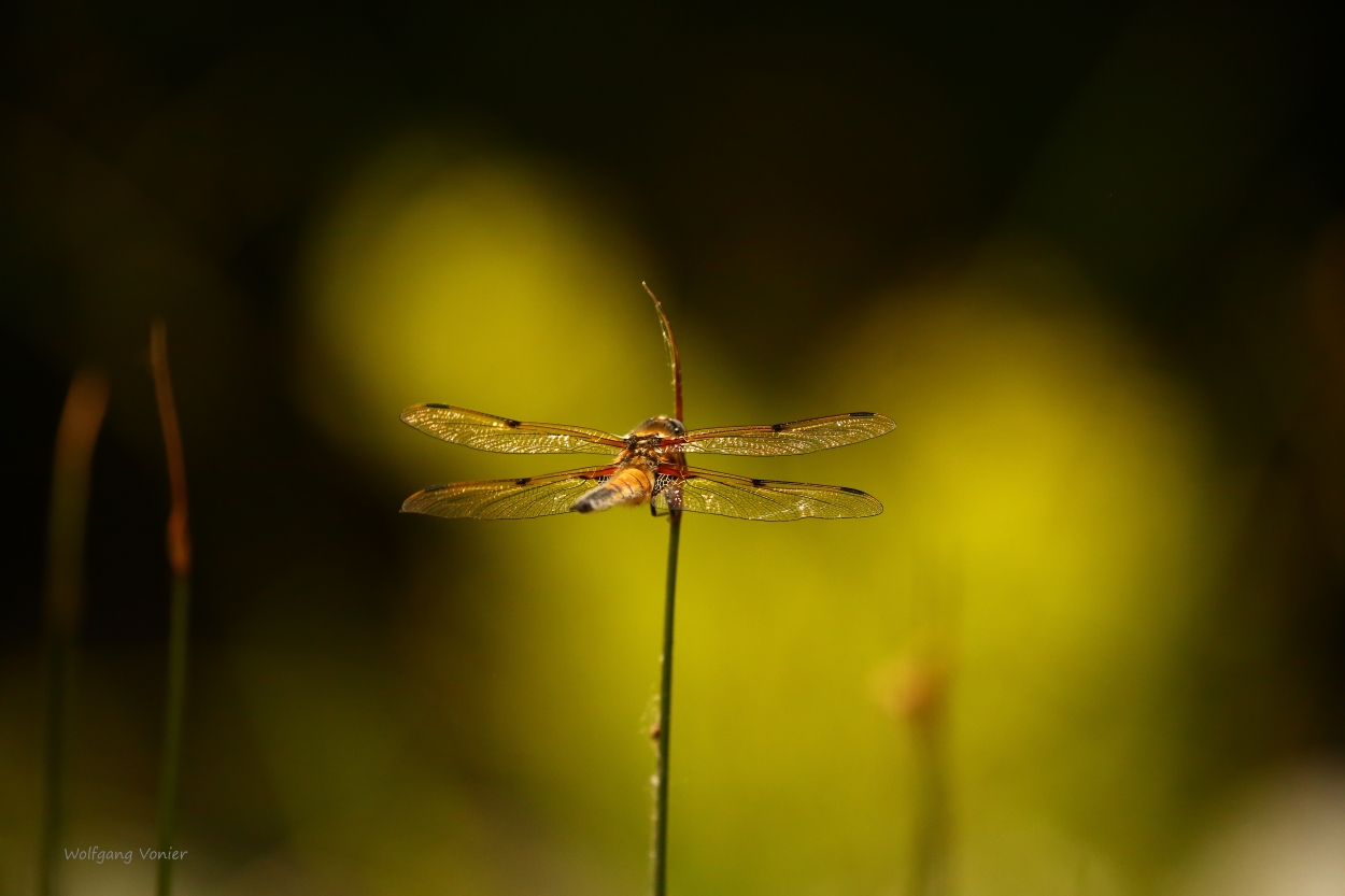 Vierfleck Libelle 