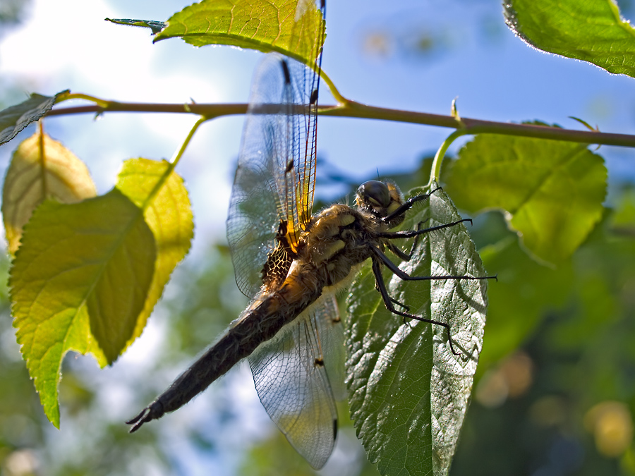 Vierfleck Libelle