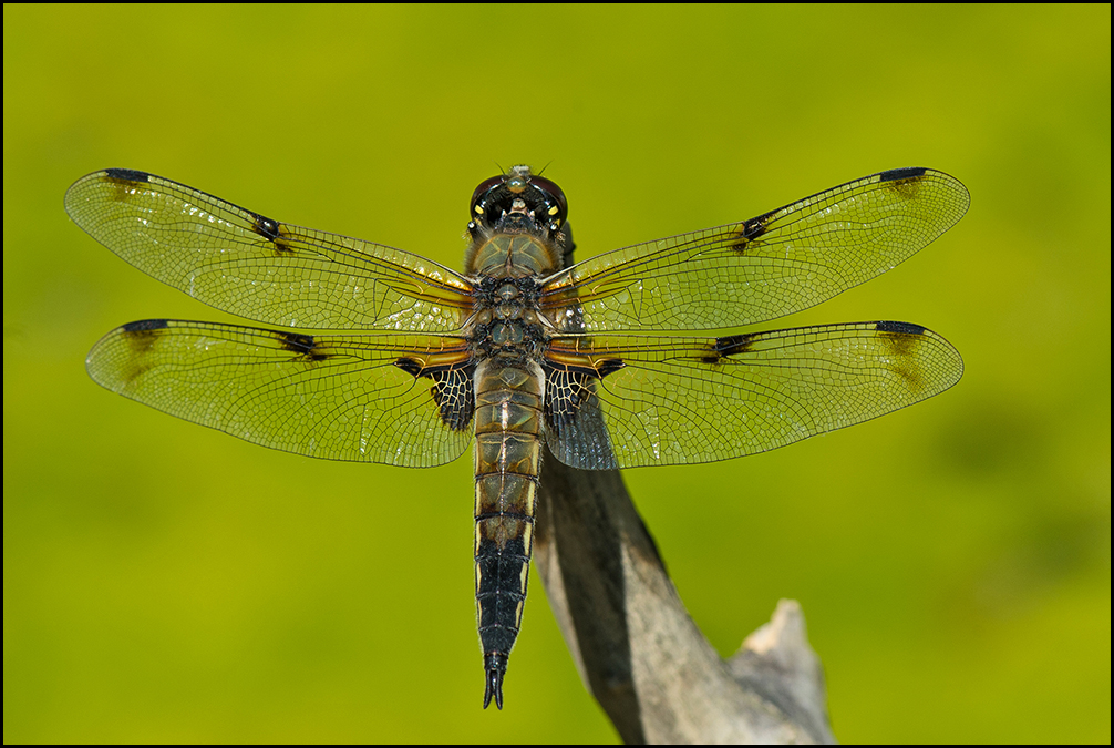 Vierfleck-Libelle