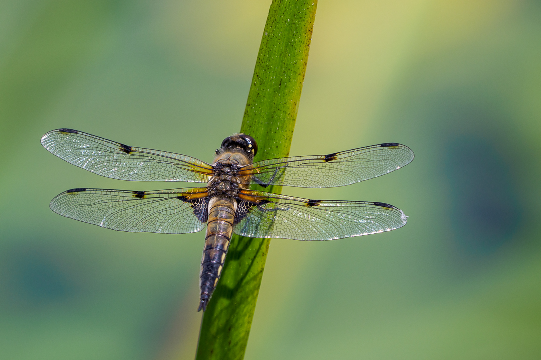 Vierfleck Libelle