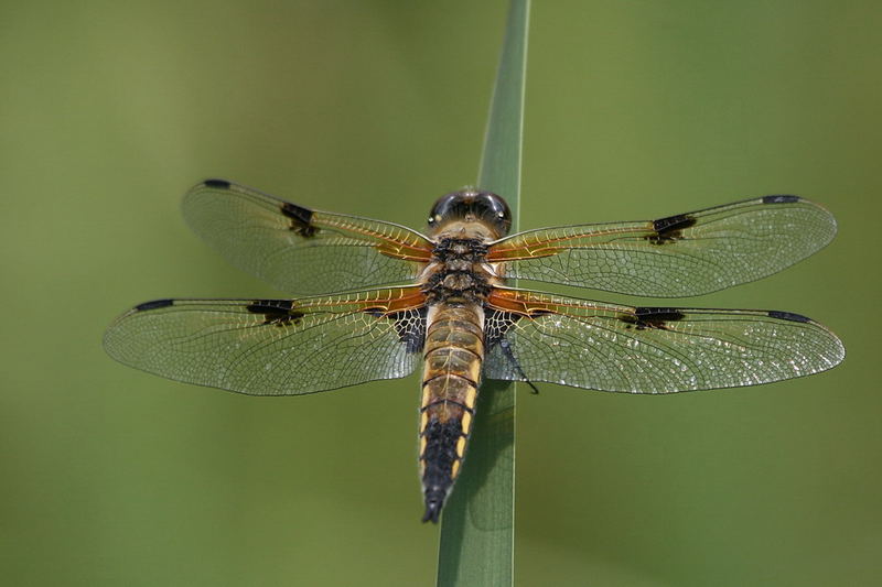 Vierfleck-Libelle