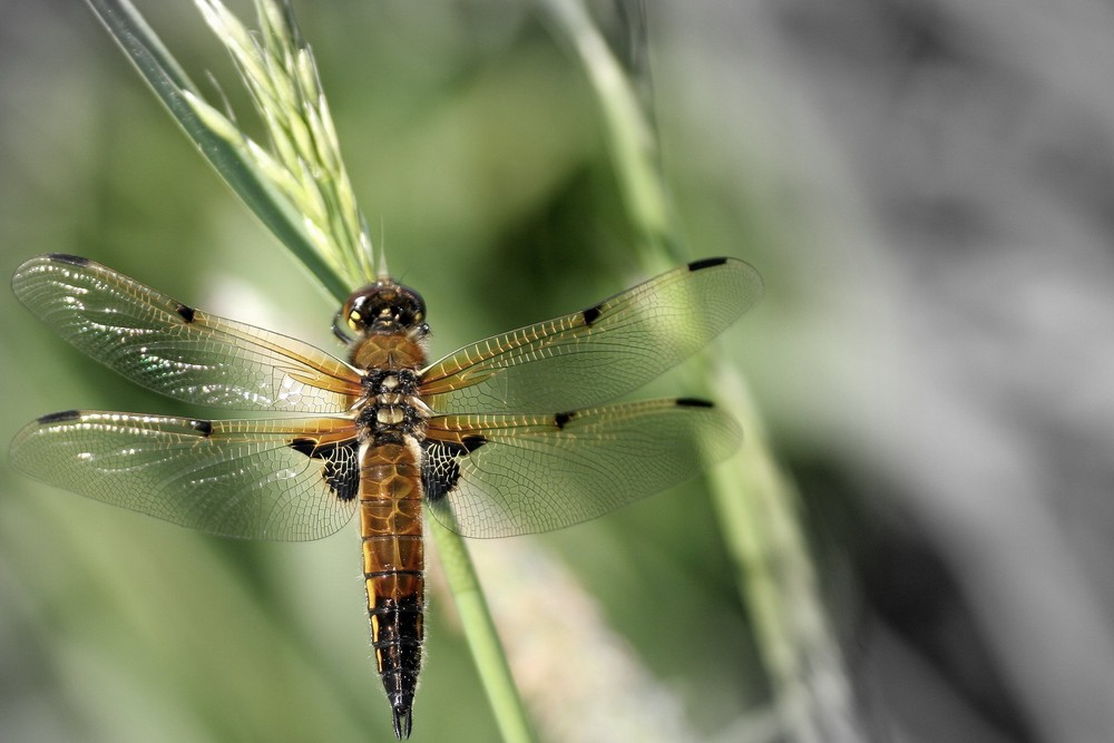 Vierfleck Libelle