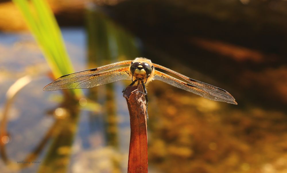 Vierfleck Libelle