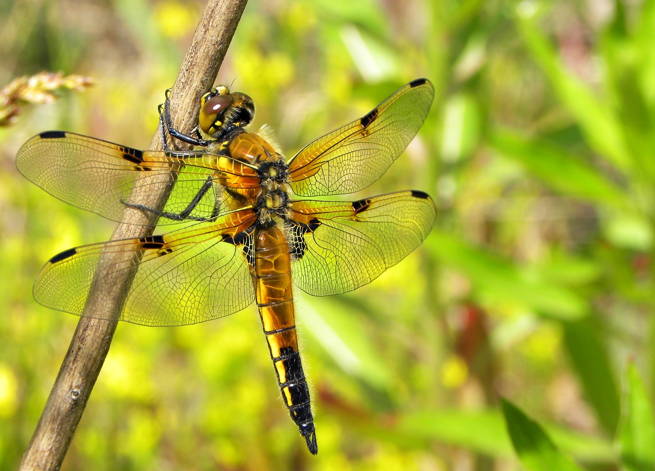 Vierfleck-Libelle....