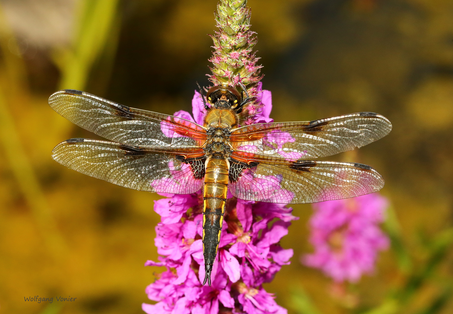 Vierfleck Libelle