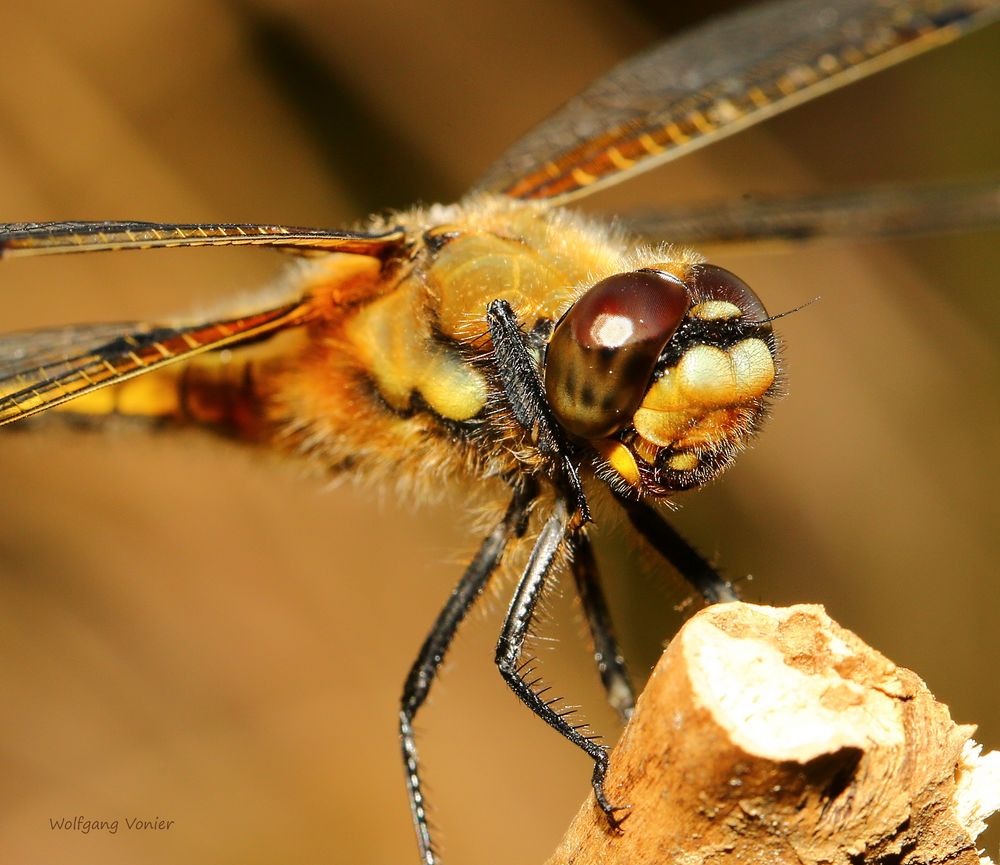 Vierfleck Libelle