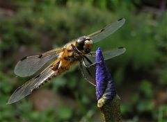 Vierfleck Libelle