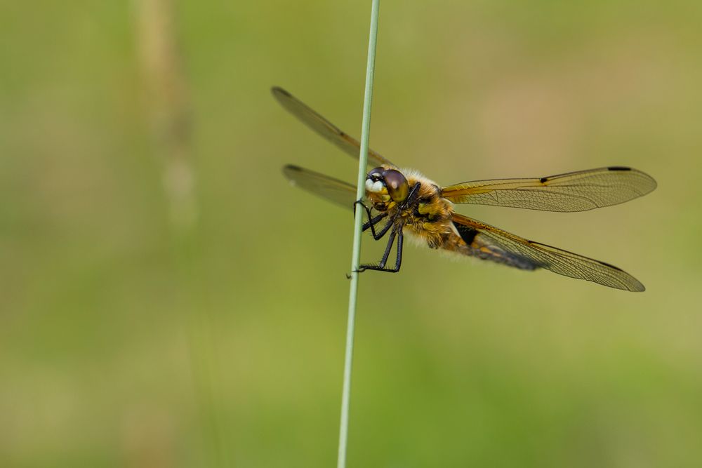 Vierfleck-Libelle