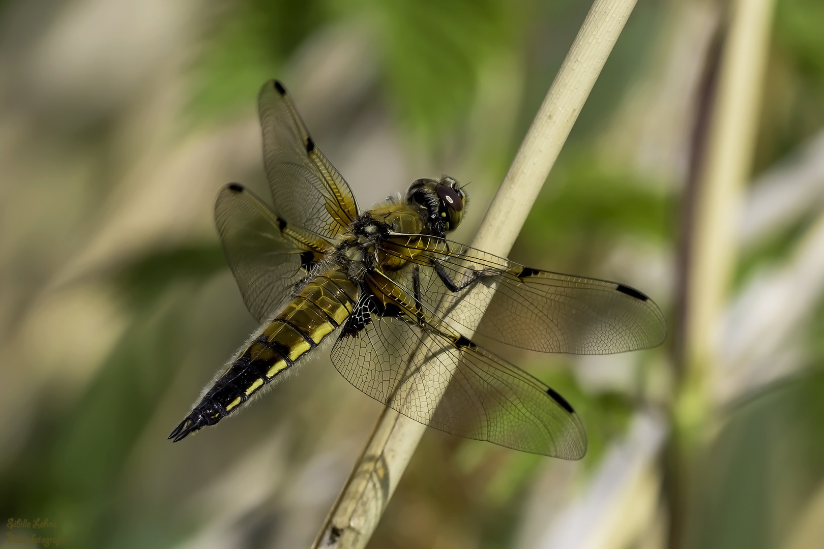 Vierfleck Libelle