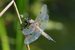 Vierfleck Libelle, am Halm mit Fluse 