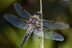 Vierfleck Libelle am Teich