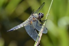 Vierfleck Libelle am Teich, meine schöne Seite!