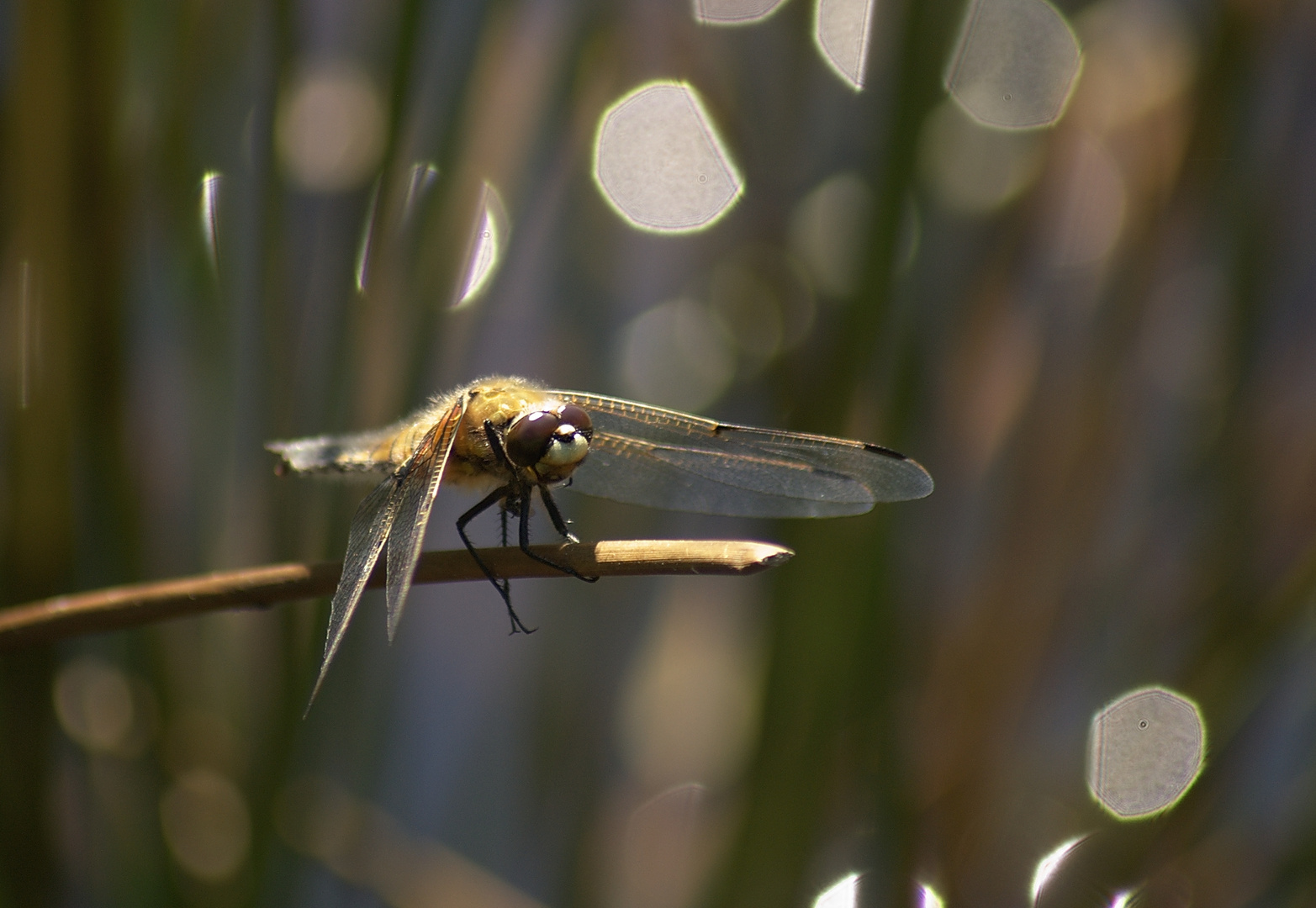 Vierfleck-Libelle auf Ansitz im Moor