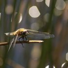 Vierfleck-Libelle auf Ansitz im Moor