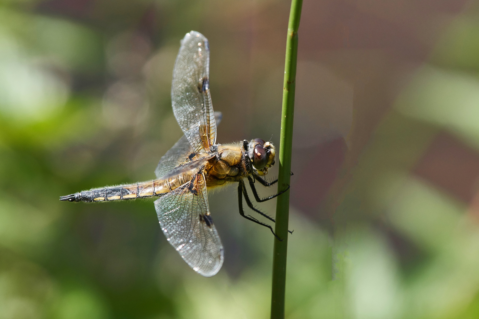 Vierfleck  Libelle auf einer Pflanze