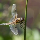 Vierfleck  Libelle auf einer Pflanze