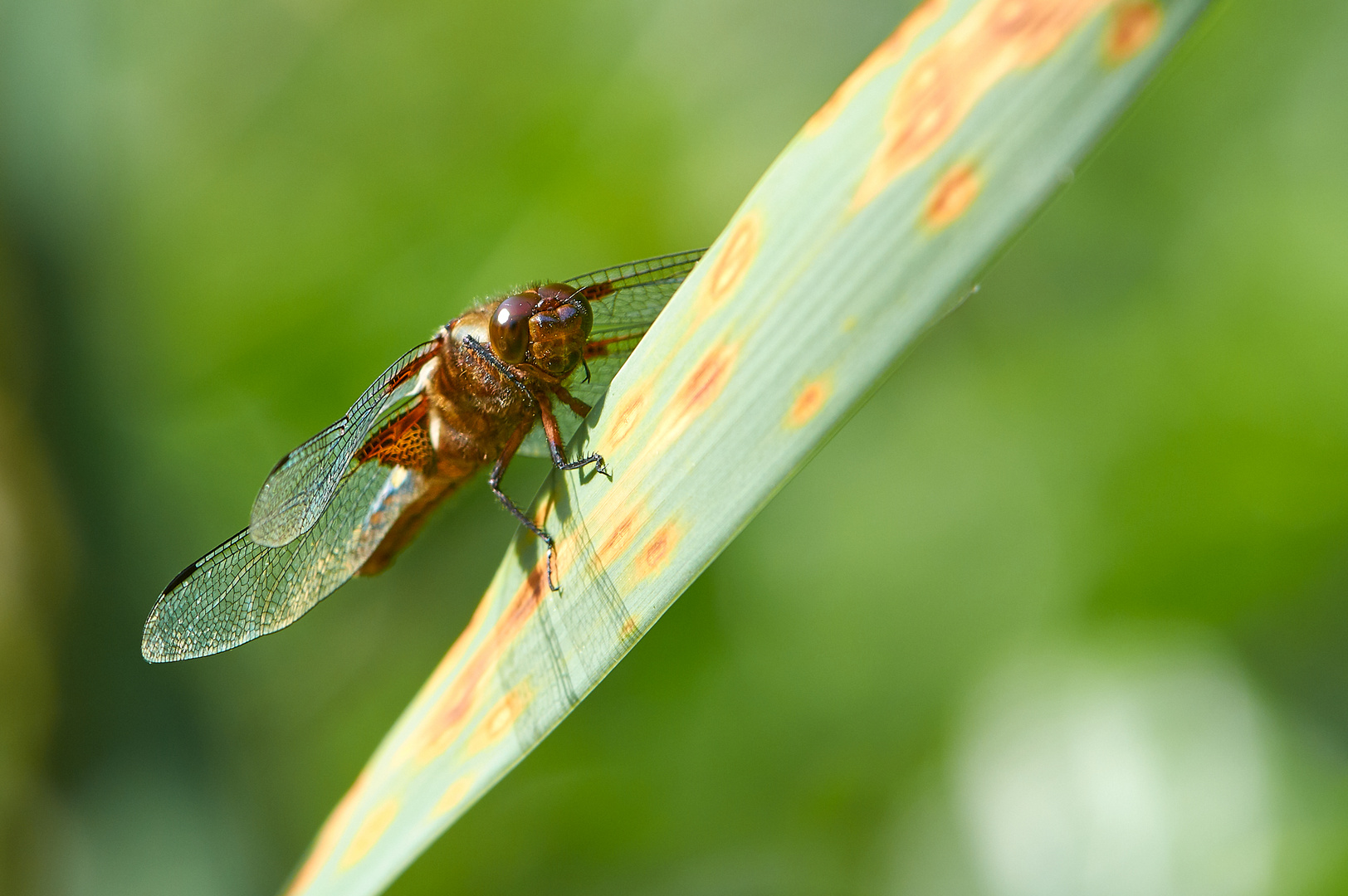 Vierfleck  Libelle auf einer Pflanze