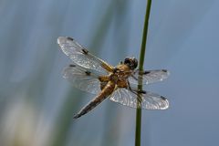 Vierfleck  Libelle auf einer Pflanze