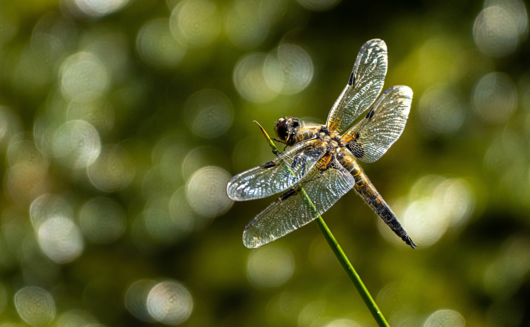 Vierfleck Libelle