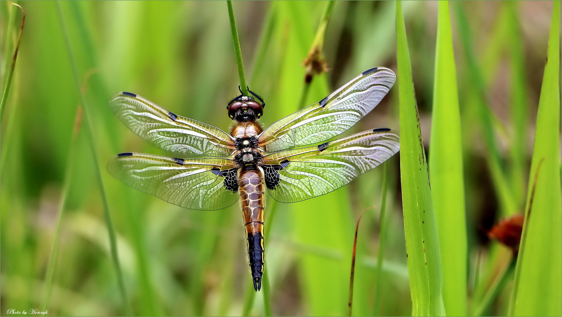 Vierfleck Libelle