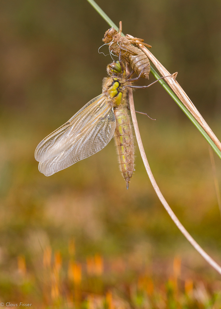 Vierfleck Libelle beim Schlupf