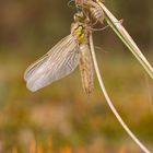 Vierfleck Libelle beim Schlupf