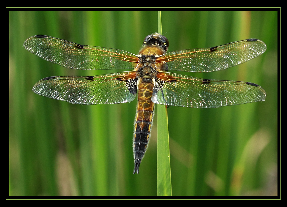 Vierfleck-Libelle beim Sonnenbad