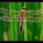 Vierfleck-Libelle beim Sonnenbad