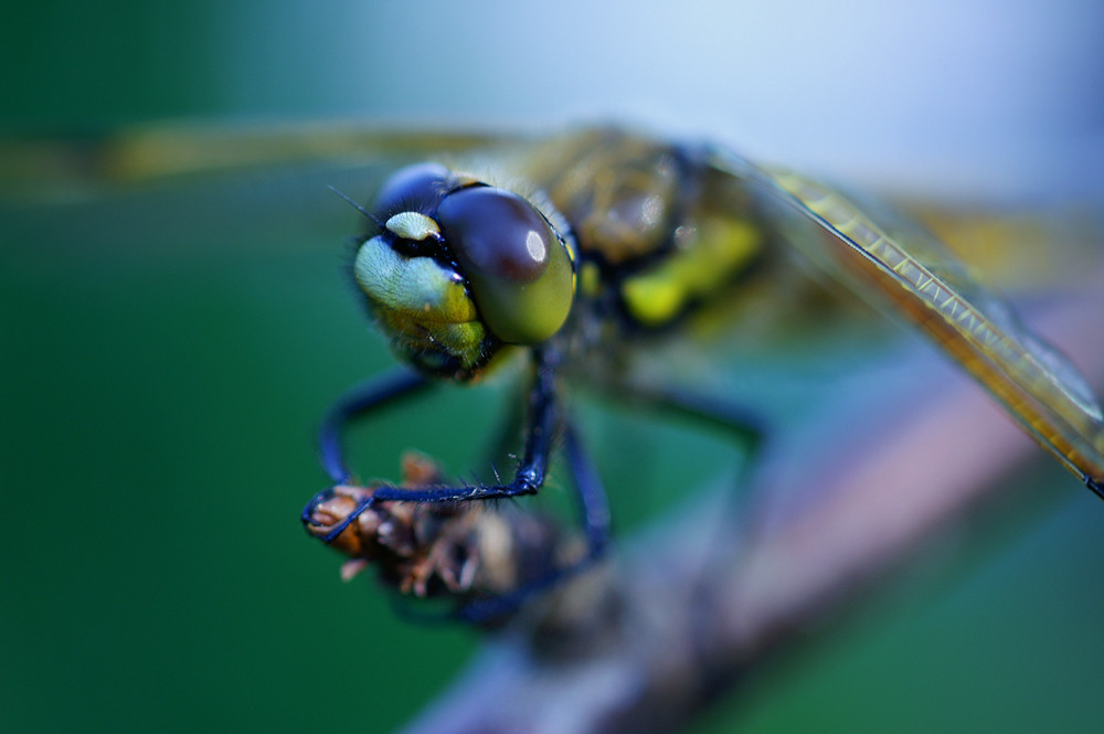 Vierfleck(-Libelle) beim Warten