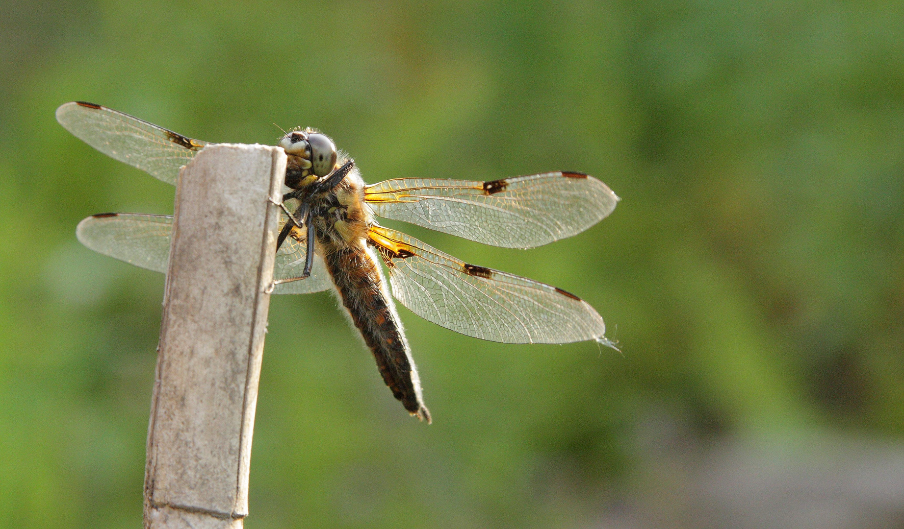 Vierfleck Libelle