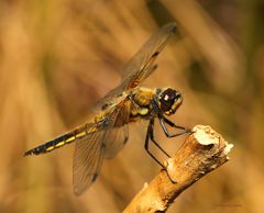 Vierfleck Libelle