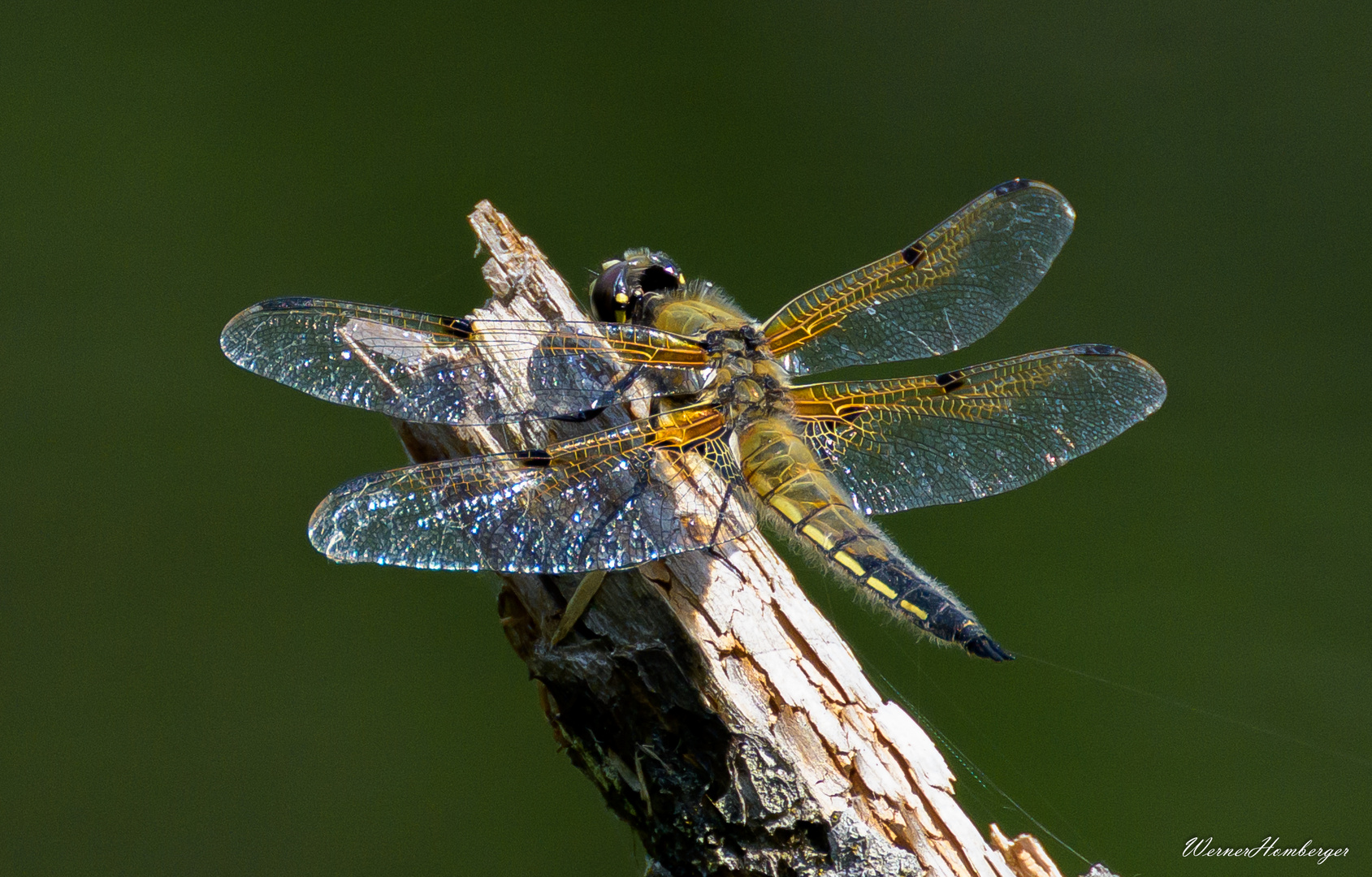 Vierfleck Libelle