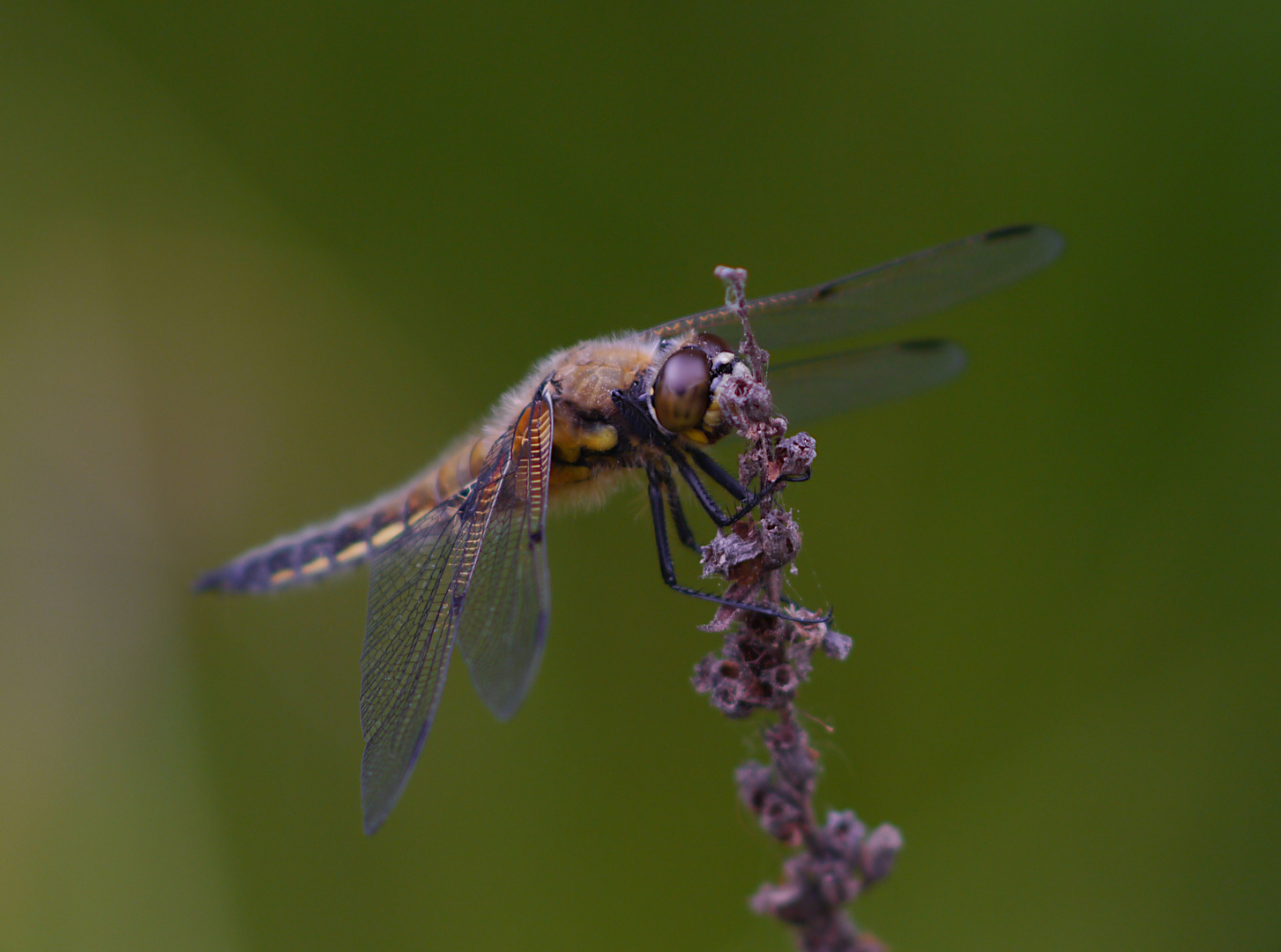 Vierfleck Libelle