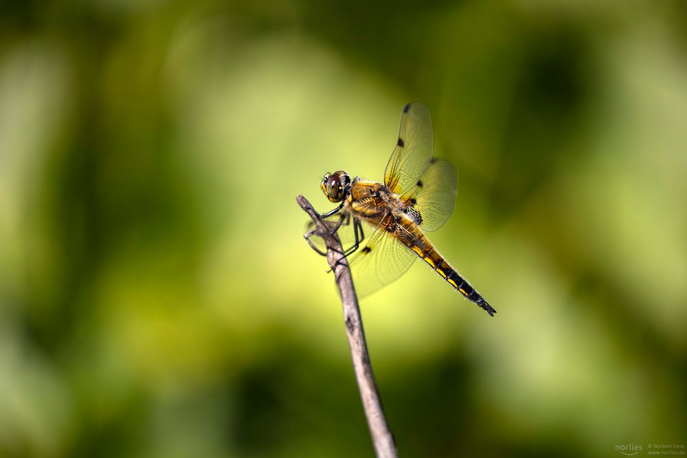 Vierfleck Libelle