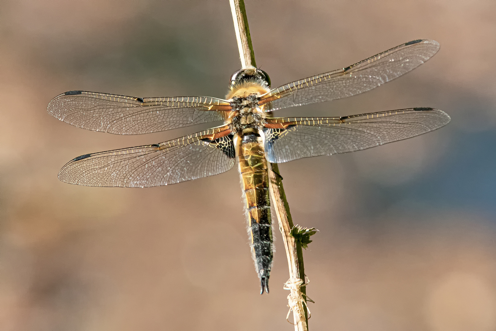 Vierfleck Libelle 