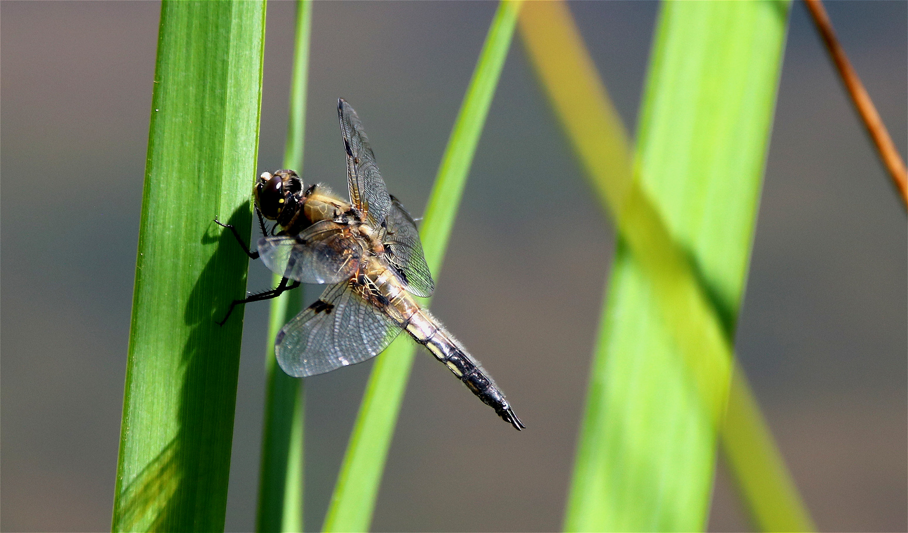 ~ Vierfleck Libelle ~